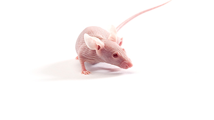 Seberian mouses nude 